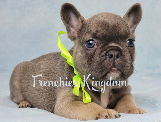 Blue fawn french bulldog best sale for sale near me