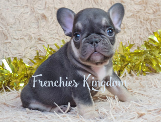 Chocolate french bulldog puppies for sale sale