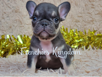 Chocolate french bulldog puppies best sale for sale